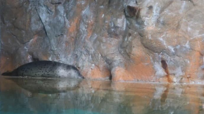 しながわ水族館の王子に会いに行った