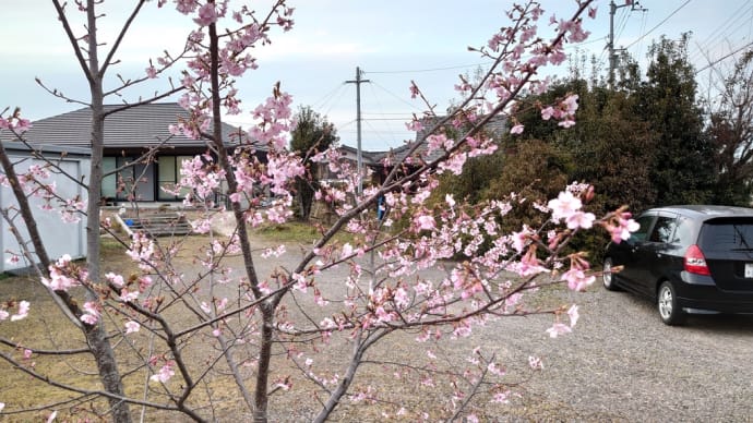 河津桜一本満開