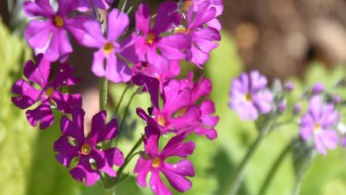 散歩道の花たち サクラソウの花 22