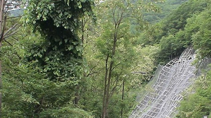 2010/06/19(土):今、沿道を飾るのは・・・?。