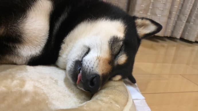 ハッシュタグ 心が荒んだ時は柴犬をモフる Goo Blog Gooブログ ハッシュタグ 心が荒んだ時は柴犬をモフる Goo Blog Gooブログ