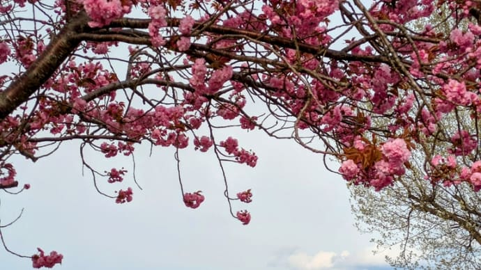 鶴の舞橋🌸