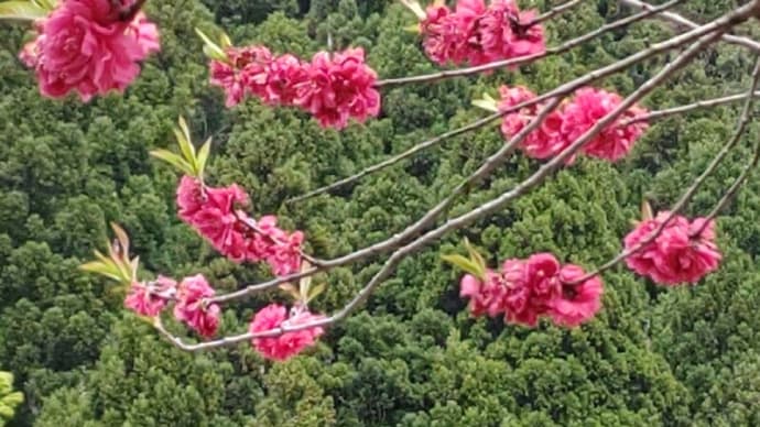 福井市殿下地区の花ももの里公園訪問