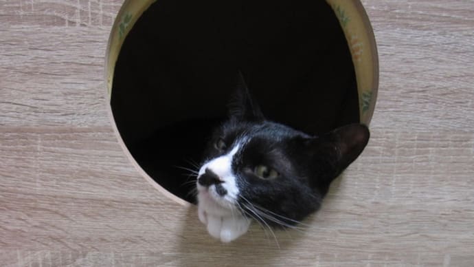 猫日記と主のつぶやき　収穫祭