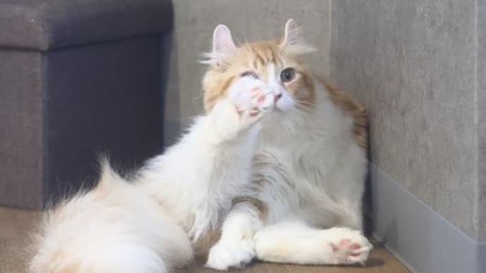 明日からピラティス再開