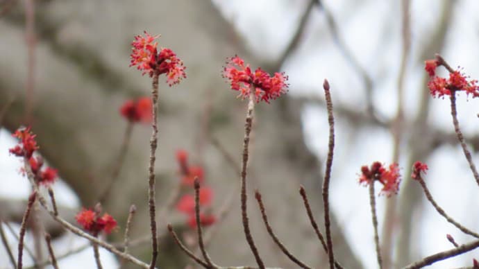 強まる雨の中、赤やピンクの花木を見る~大阪市大理学部附属植物園2022/3(3)