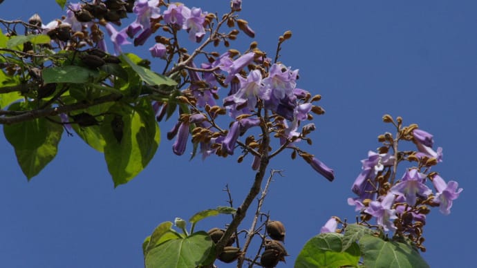 待っていた桐の花と狐薊