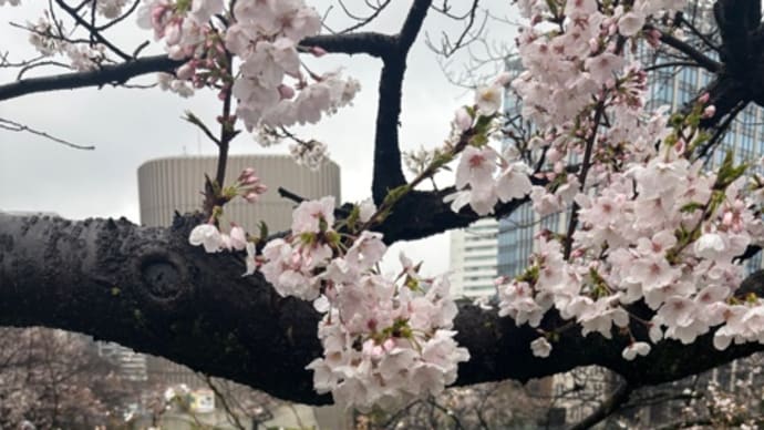 花見