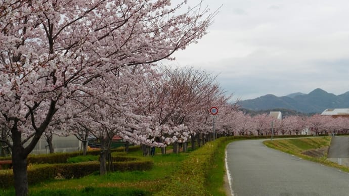 揖保川沿いの桜 2016
