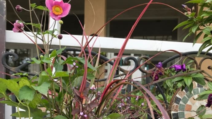 寄せ植え