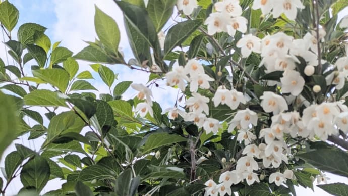 花が咲いた。