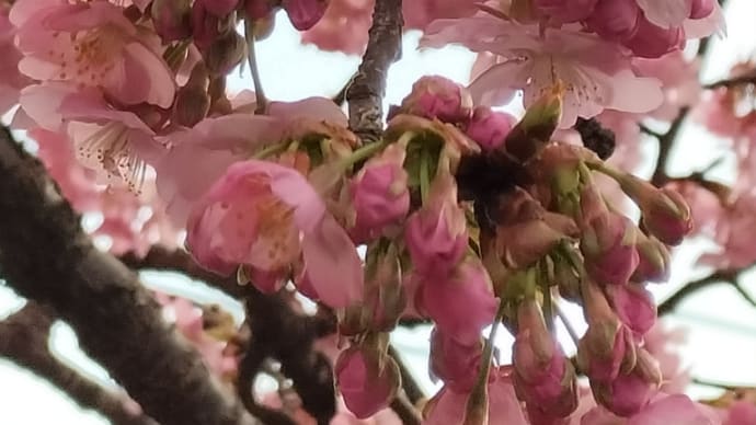 伊豆長岡温泉で河津桜を見ました