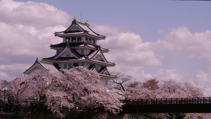 墨俣城と犀川堤の桜