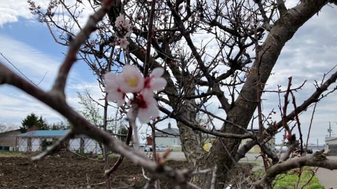 梅の花の開花