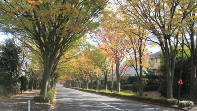けやき並木の紅葉☆2021年の手帳