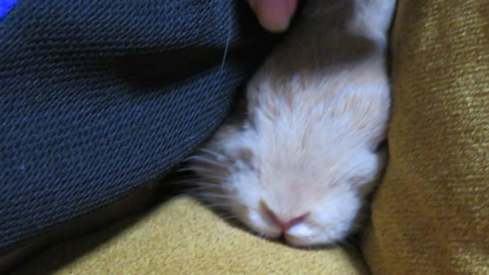 うさぎ学長!わちゃまる君!(その76)みかんだよ、わちゃまる君