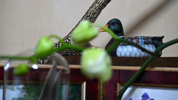 胡蝶蘭の花が咲きました