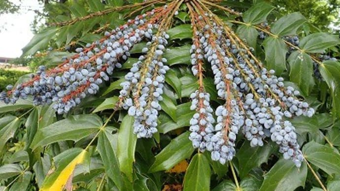 薬草園など~智光山公園都市緑化植物園~