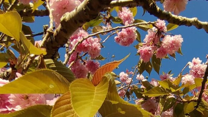 愛媛 南予地方の桜紀行