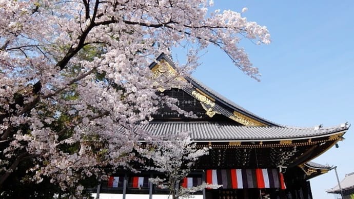 京都・’21桜「東本願寺」阿弥陀堂横