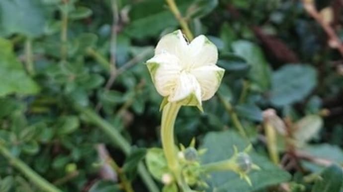 面白いカラスウリの花