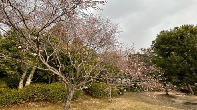 楚々として咲く冬の桜の美しさ