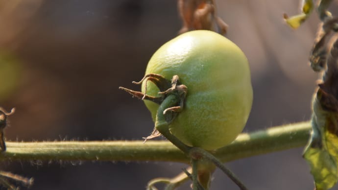 酷暑(残暑)雨が降らないので野菜が育たない(´;ω;`)ウッ…トマト