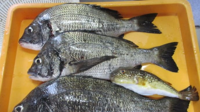 釣れてる魚を釣るために、