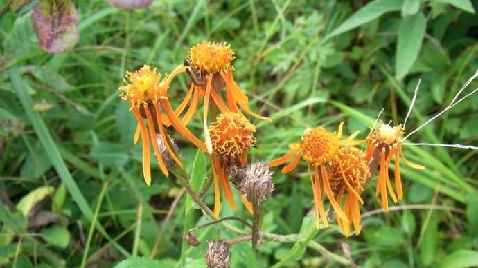 コウリンカ(紅輪花)白いフウロソウ(風露草)ナンバンハコベ(南蛮繫縷)コチャバネセセリの幼虫・今朝のナミアゲハの幼虫・俳句鑑賞
