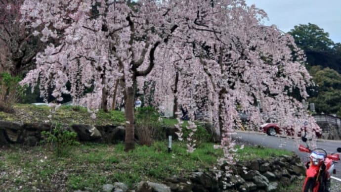 新長谷寺さまの枝垂れ桜と新長谷寺藝術祭2023「十一面」