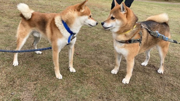 11月6日 新しいお友達のイチロー君と豆太君🐶🐕