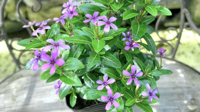 買った花苗可愛いフェアリースター