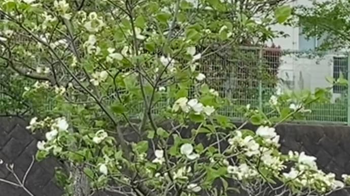 花水木と藤の花