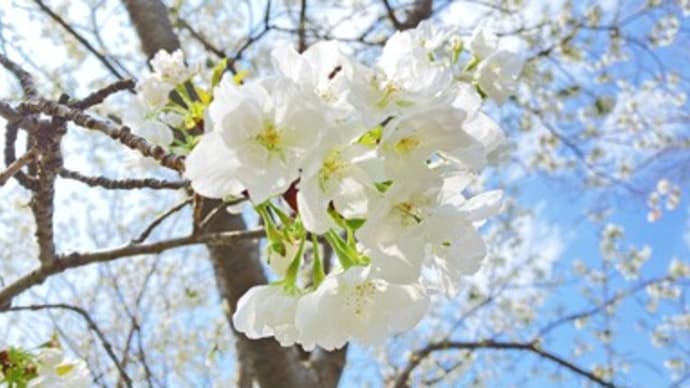 （続）桜、咲きました