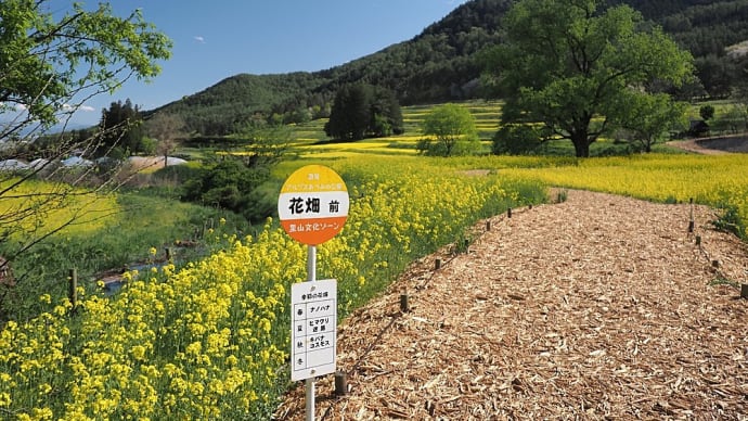 ★国営アルプスあづみの公園・菜の花畑や烏川の流れ 2024