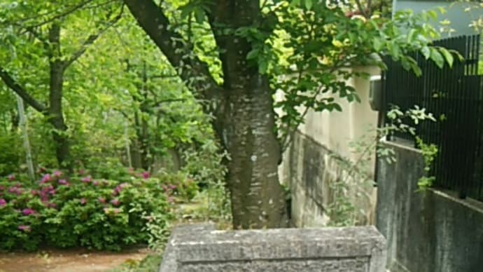 木幡の関 源頼政