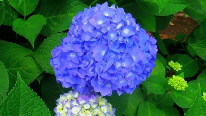 「相模原麻溝公園」の「アジサイ」開花は今!!