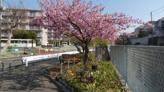 ・ 相沢川沿いの河津桜が満開です　　（2022/03/12）
