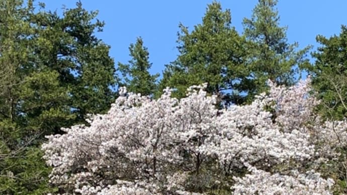 満開から散花、鏡を楽しむ