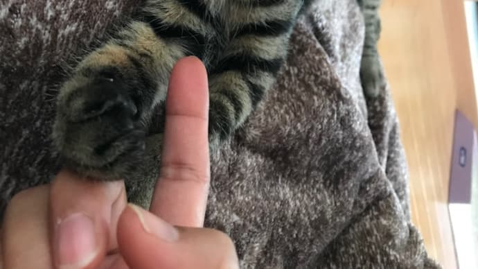 指チュッちゅする猫