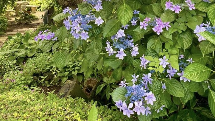 紫陽花の季節