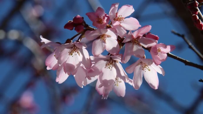 桜の開花が進む