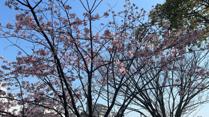 ことと桜🌸