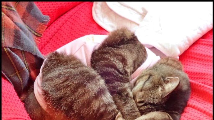 我が家の愛猫~茶々 術後10日経過~