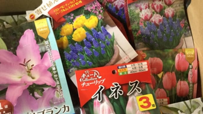 【#まちのはなやさん】Garden&アグリ事業部㊗️産直に球根を出荷❣️すると…