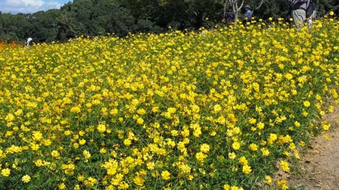 万博公園 秋
