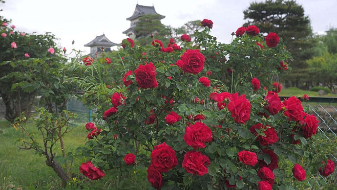 ★ブログ　再開（早朝の花）　2021