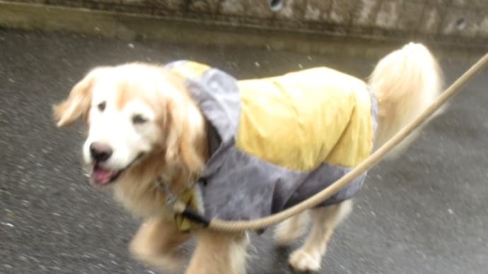 雨の中のお散歩・秋のお花だよ　２１０９１５