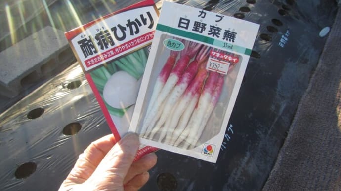 日野菜カブ・小カブ・チンゲン菜・ビタミン菜　タネまき