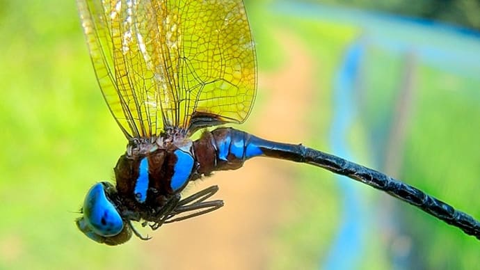 「自転車屋の生き物歳時記」!!「マルタンヤンマ」!!